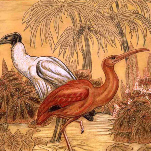 Ibis sacré du Nil, ibis rose, dans les caladiums. 1935.